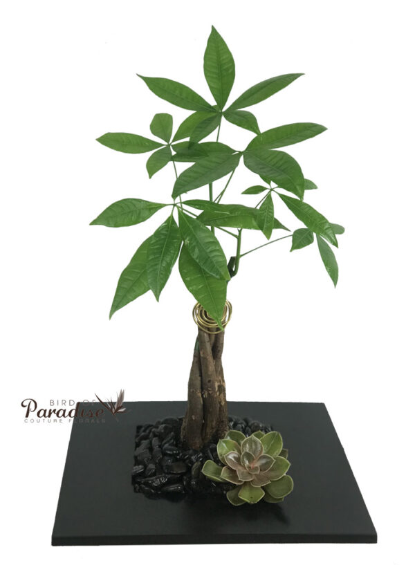 Money Tree