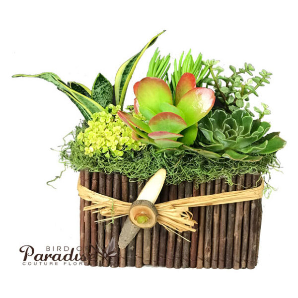 Joyful Succulent