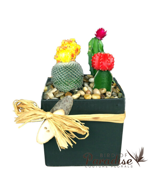 Lovely Cactus