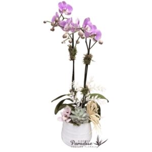 Darling Orchid