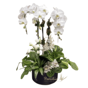 This large orchid plant arrangement is the perfect gift for your loved one.  It includes one double spike, and one single spike white cascading orchids along with various plants.  Also included are fresh cut lisianthus, cimbidium orchids, and preserved flowers.  